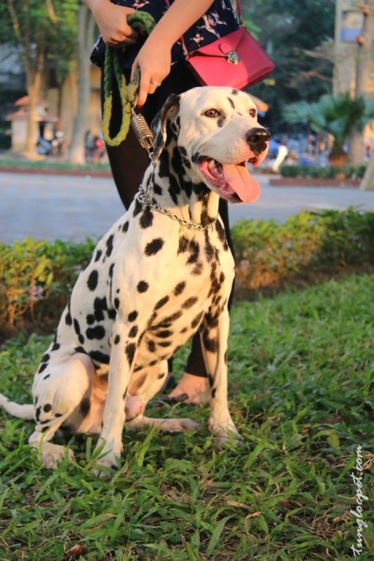 Tùng Lộc Pet – Xuất chuồng đàn chó Đốm – Dalmatian tháng 04-2015