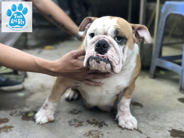 Tùng Lộc Pet - Chào bán đàn chó Bulldog mặt xệ tháng 11/2018