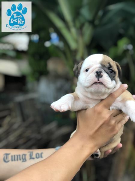 Tùng Lộc Pet - Chào bán đàn chó Bulldog mặt xệ tháng 11/2018 - 3