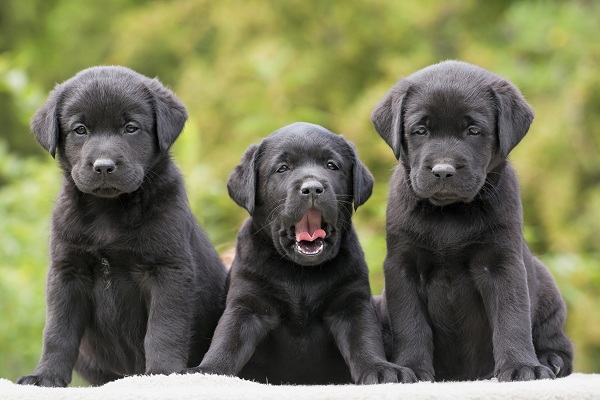 Bán chó Labrador thuần chủng nhập ngoại có bảo hành | Tùng Lộc Pet