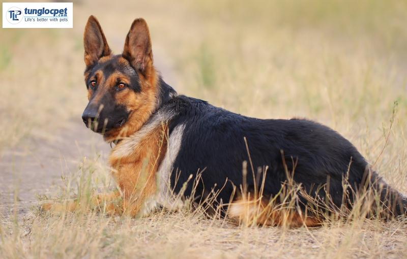 German Shepherd Top 10 giống chó thông minh nhất