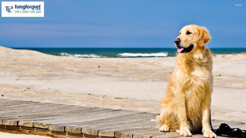 Golden Retriever Top 10 giống chó thông minh nhất