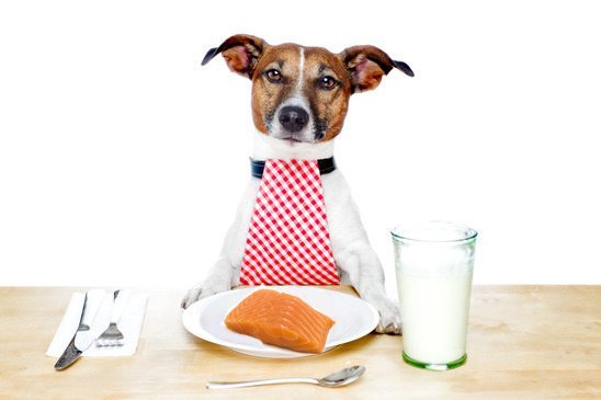 Có nên cho chó ăn cá hay không?