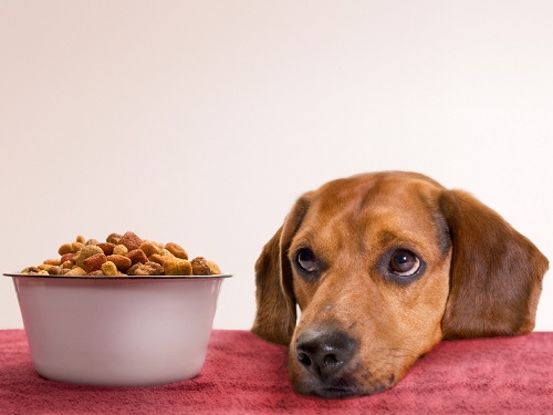 Chế độ dinh dưỡng dành cho cún ( phần 1) | Tùng Lộc Pet