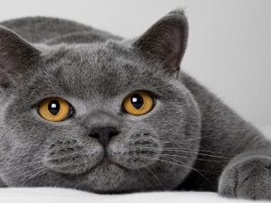 Mèo Anh lông ngắn thuần chủng