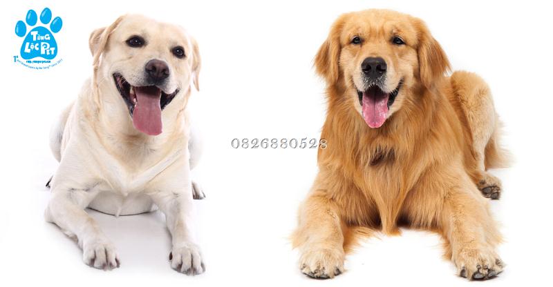 So sánh giá Labrador và Golden Retriever