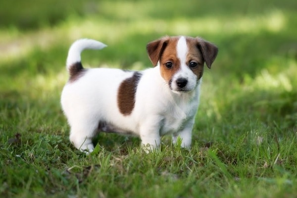 Chó sục Jack Russell Terrier thuần chủng nhập Châu Âu | Tùng Lộc Pet