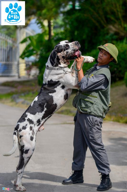 chó Great Dane giống chó siêu to khổng lồ nhất thế giới