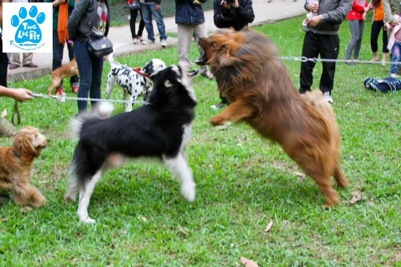 Chó Ngao Tây Tạng giống chó siêu to khổng lồ nguy hiểm