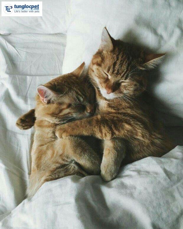 Hội hai mèo đáng yêu đang chờ bạn! Hãy xem bức ảnh nuôi 2 mèo để thấy tình bạn úa nở giữa các thành viên trong gia đình.