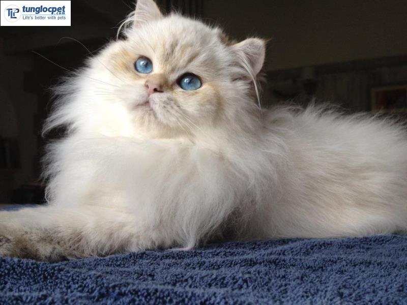 Mèo Anh Lông Dài - British Longhair | Tùng Lộc Pet