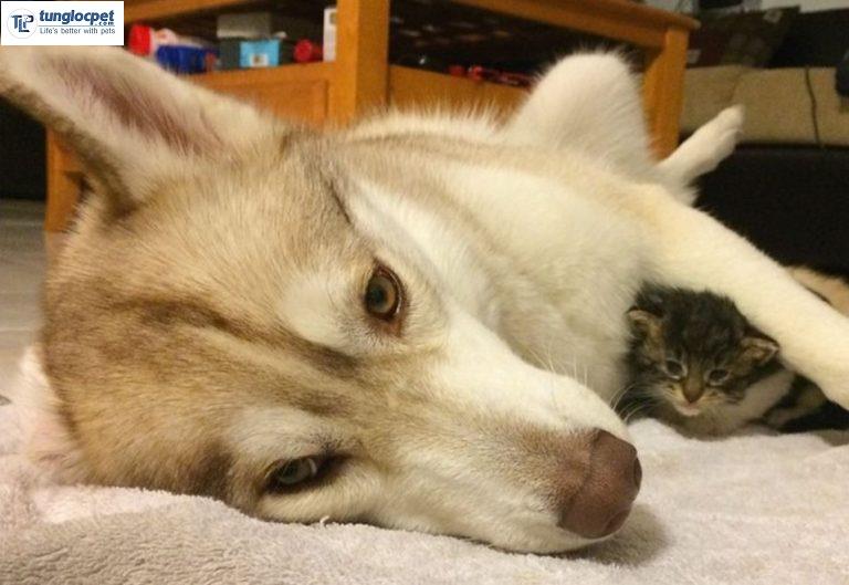 Buồn Đời Đến Bỏ Ăn, Mèo Con Được Cô Chó Husky Âu Yếm Ôm Vào Lòng An Ủi |  Tùng Lộc Pet