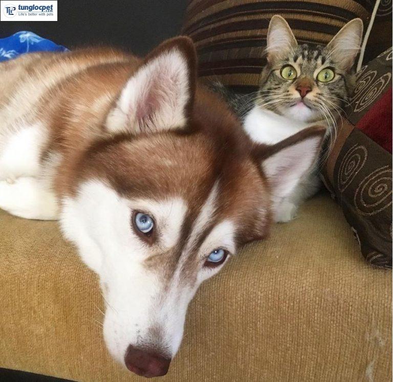 Buồn Đời Đến Bỏ Ăn, Mèo Con Được Cô Chó Husky Âu Yếm Ôm Vào Lòng An Ủi |  Tùng Lộc Pet