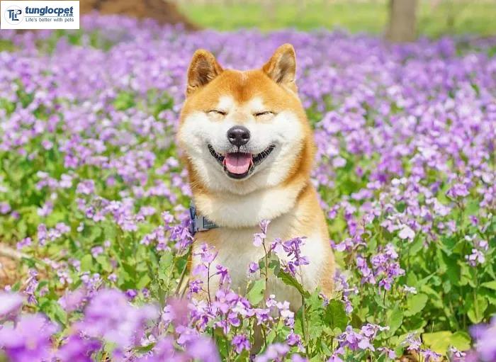 Chó Shiba Inu là một trong những giống chó được yêu thích nhất trên thế giới bởi vẻ đẹp duyên dáng và tính cách trung thành, trí tuệ. Nếu bạn là fan của những chú chó dễ thương này, hãy đến với hình ảnh tương ứng để thỏa mãn niềm đam mê của mình!