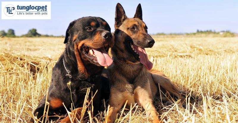 Chó Béc Bỉ lai với Rottweiler