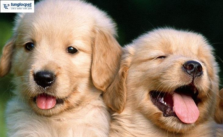 Nuôi một chú chó Golden sẽ mang lại cho bạn rất nhiều niềm vui và tình yêu. Hãy xem hình ảnh của những chú chó Golden đáng yêu để hiểu hơn về cách đối xử và chăm sóc cho chúng.