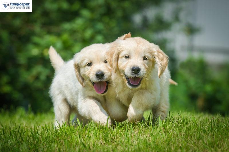 Nuôi chó Golden: Nuôi chó Golden là một trải nghiệm tuyệt vời với những con vật ngọt ngào và thông minh này. Hãy chiêm ngưỡng những hình ảnh đáng yêu của chúng, họ sẽ chắc chắn làm bạn nhớ đến những kỷ niệm đáng nhớ khi nuôi chó.