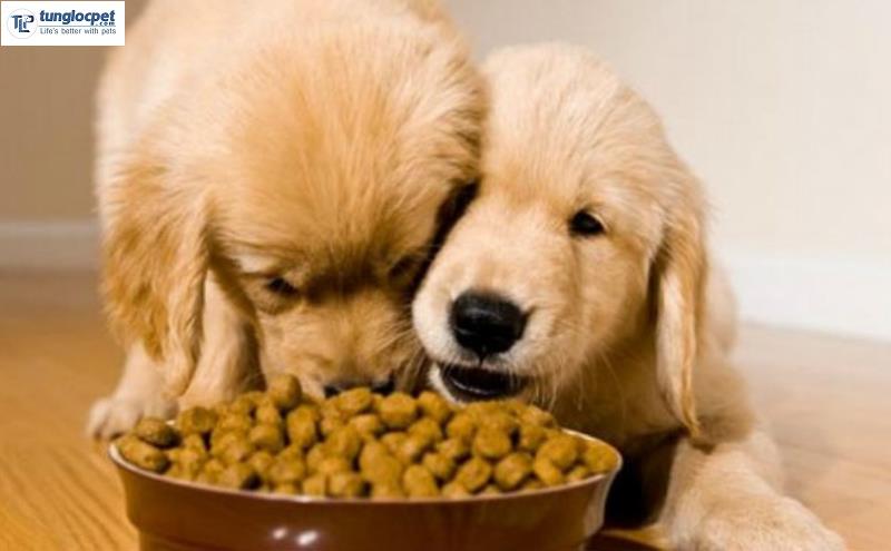 Thức ăn khi nuôi chó Golden 2 tháng tuổi