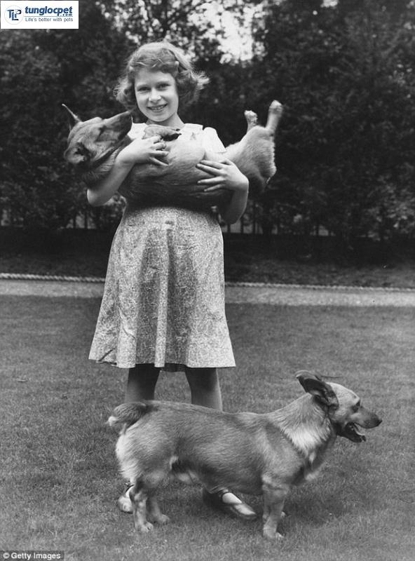 Những chú chó Corgi đầu tiên của Nữ hoàng
