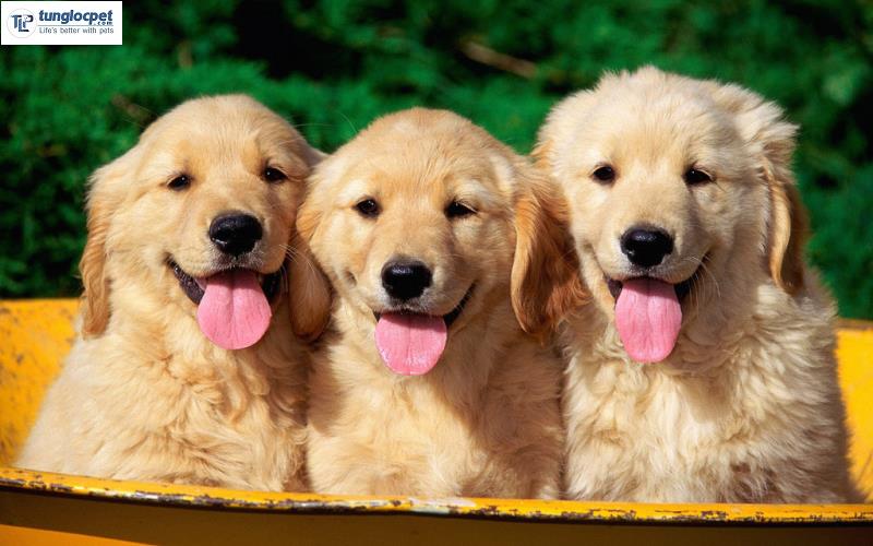Có nên mua chó Golden giá rẻ không? | Tùng Lộc Pet