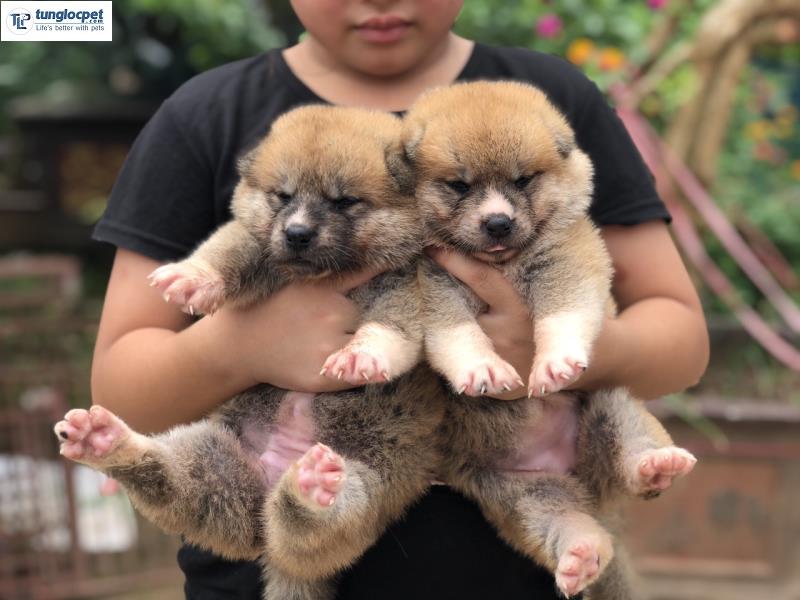 Đàn chó Akita thuần chủng được bán ra bởi Tùng Lộc Pet với mức giá 16-18 triệu kèm nhiều ưu đãi.