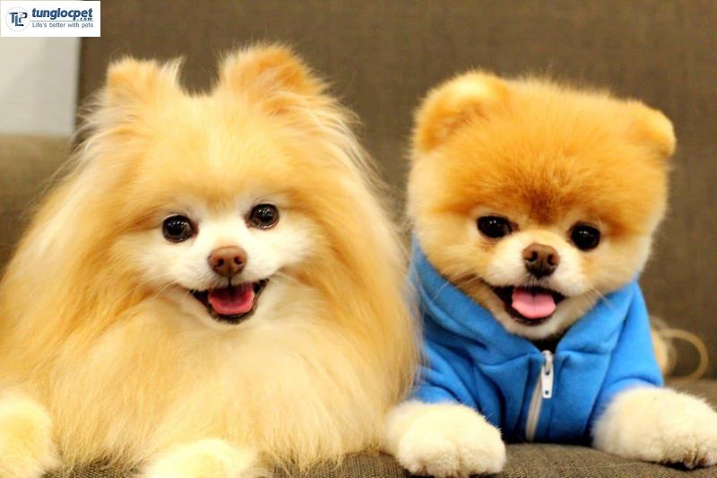 Chó Pomeranian mặt gấu (phải) thường có giá cao hơn Pomeranian truyền thống (trái)