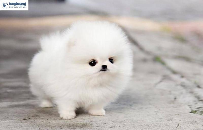 Chó Pomeranian Teacup có giá cao nhất trong 3 loại.