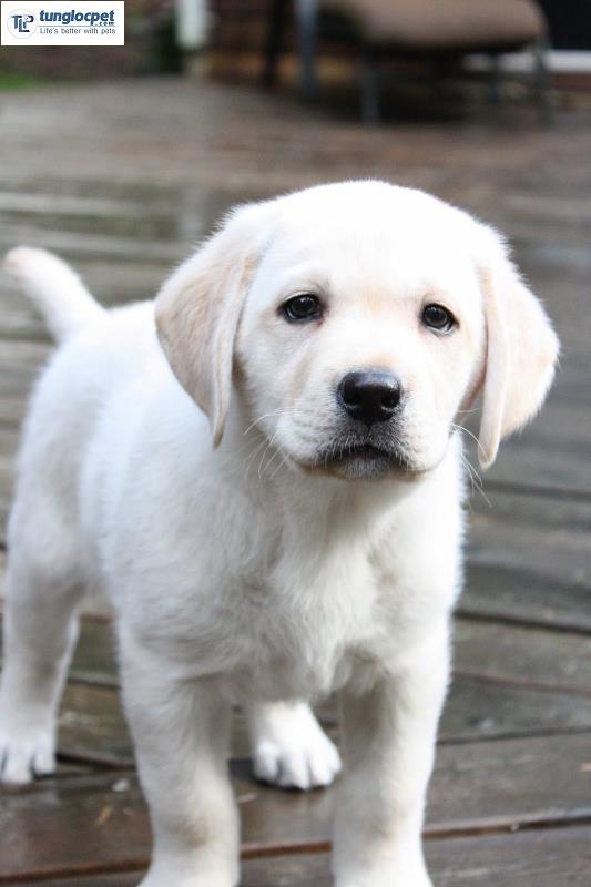 Labrador màu vàng nhạt cũng rất dễ sử dụng như một giống chó săn vàng trắng