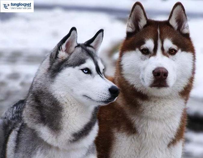 Khuôn mặt chó Husky (trái) thon gọn hơn Alaska