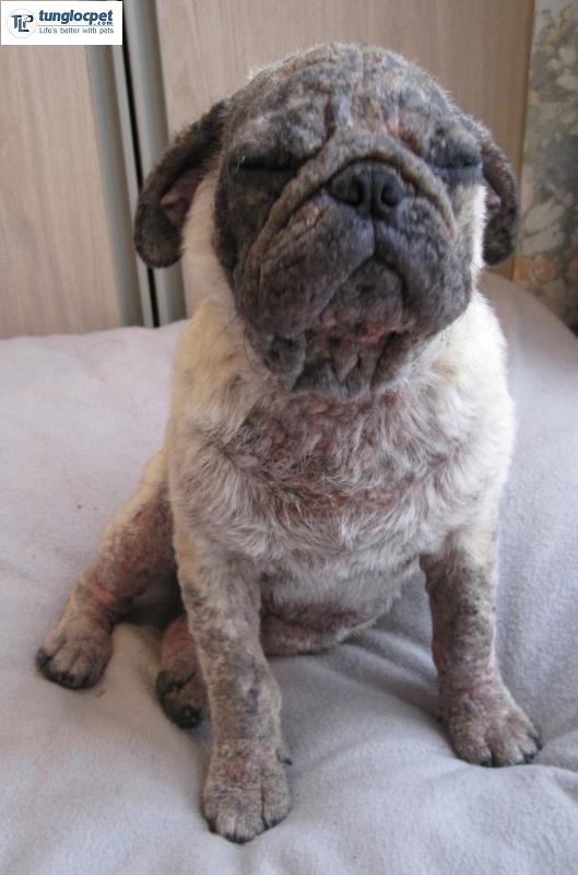 Một chú chó Pug mặt xệ bị bệnh viêm da khá nặng, các mảng lông rụng và da mẩn đỏ