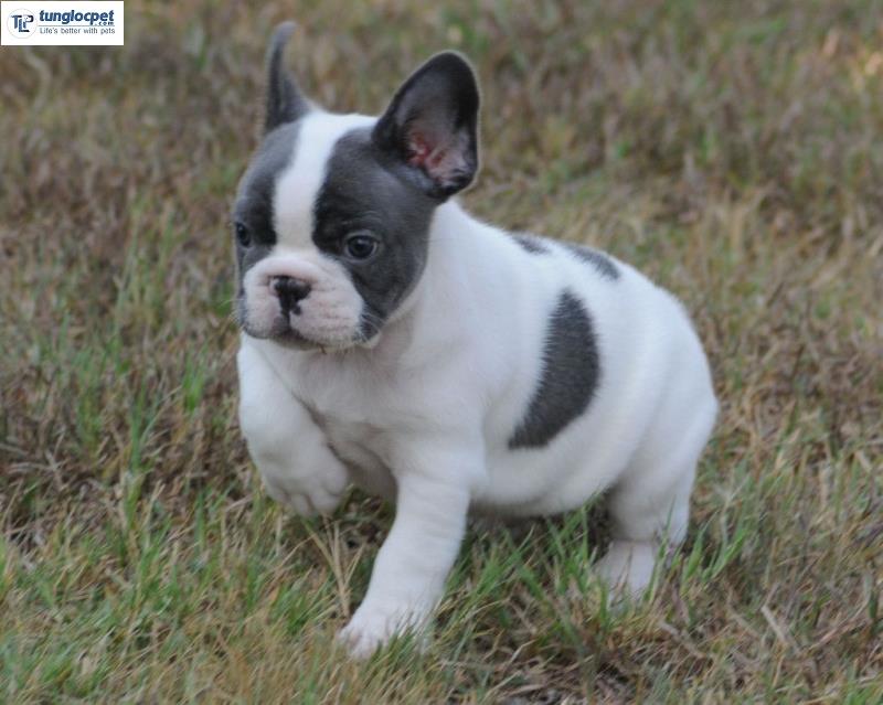 Màu áo Bulldog’s Pied của Pháp thường được phối 2 màu đen và trắng (bò sữa).