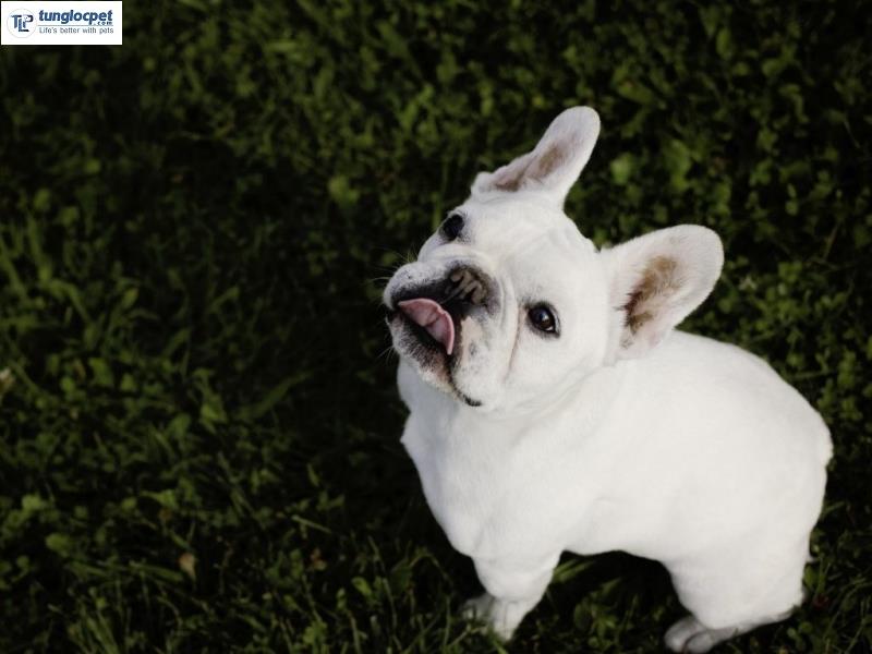 Chó Bull Pháp màu lông trắng được yêu thích trên toàn thế giới bởi vẻ đẹp tinh khôi.