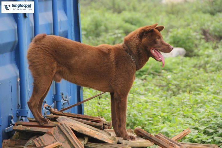 Chó H'mông cộc thuần chủng thường được sử dụng để canh giữ nhà cửa