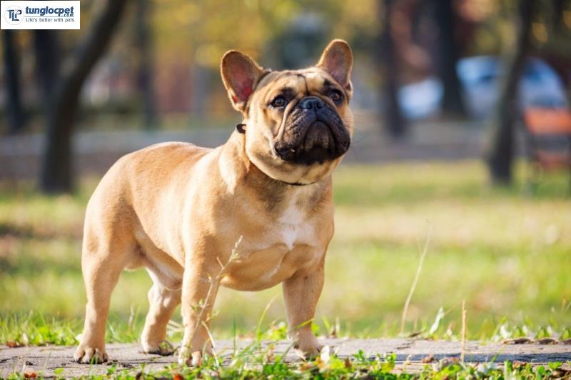 Một chú chó Bull Pháp nhập châu Âu gia phả đẹp, thuộc dòng dõi "trâm anh thế phiệt" giá có thể lên tới 5000 $ (gần 100 triệu)