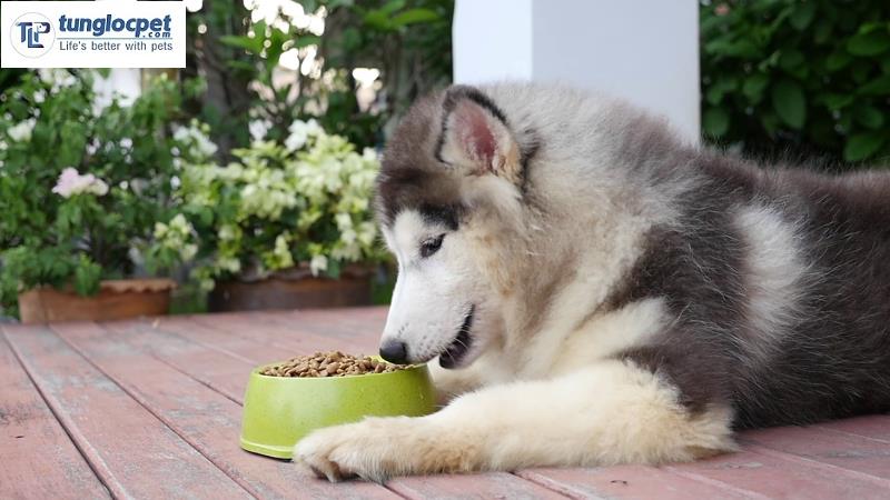 Tìm Hiểu Chó Husky Mặt Ngáo Ăn Gì? | Tùng Lộc Pet