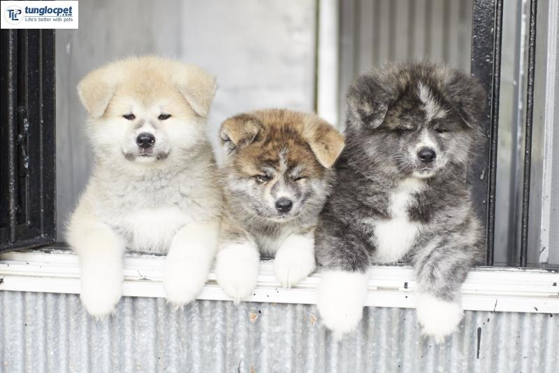 Chó Akita có 4 màu được công nhận: đỏ, nâu, mè và trắng