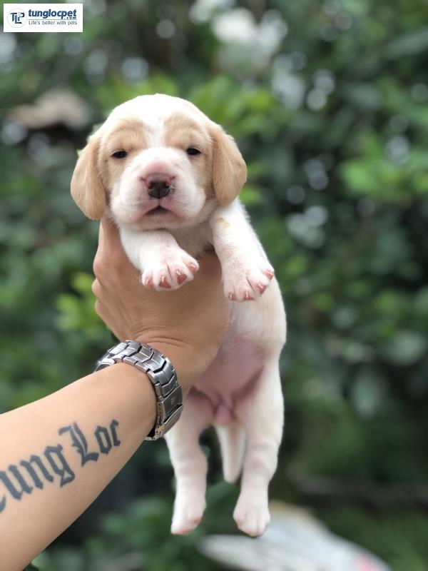 Đây là giống chó Beagle mới nhất được Tùng Lộc Pet rao bán với mức giá 8,5 triệu đồng một con cùng chế độ bảo hành lên đến 199 ngày.