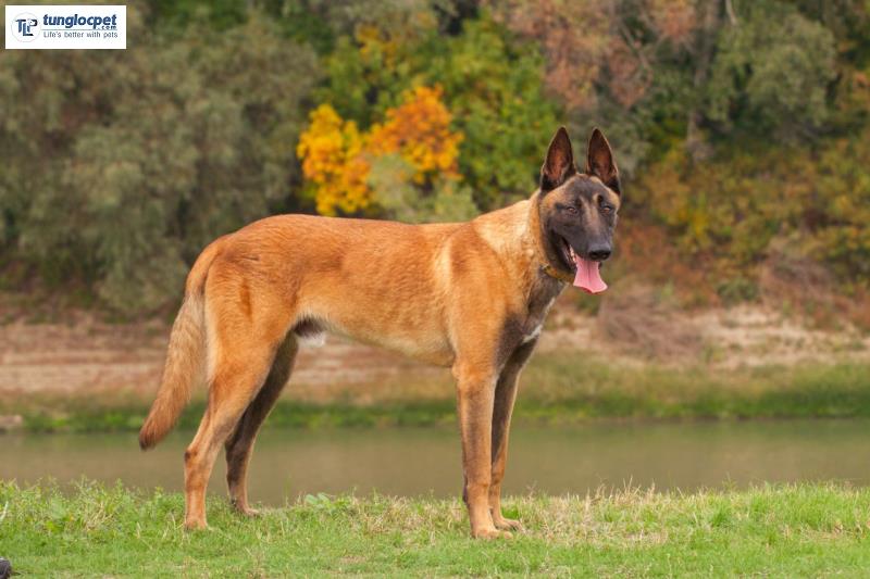 Một chú chó Malinois thuần chủng với tiêu chuẩn ngoại hình đẹp và chuẩn mực