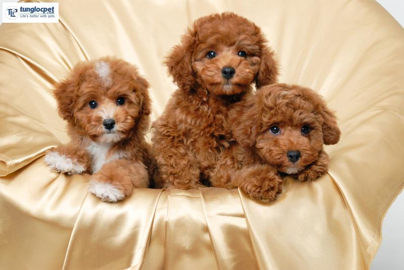 Chó Poodle gồm 3 loại được công nhận giống là đó là: Standard, Miniature và Toy. Hai dòng không được công nhận là Tiny và Teacup 