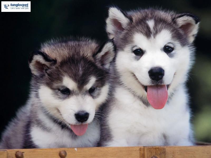Chó Alaska Malamute giá bao nhiêu năm 2022 và các yếu tố ảnh hưởng đến giá chó