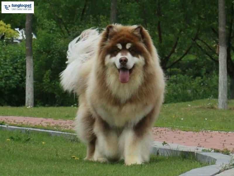 Chó Alaska Giant có thể cao đến 1m và nặng 80 kg