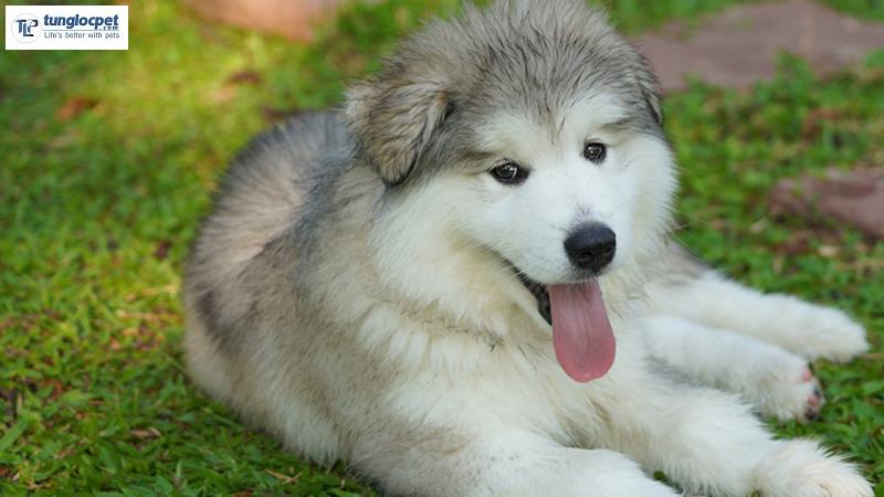 Giá chó Alaska thuần chủng rẻ nhất trên thị trường hiện nay cũng phải 7-8 triệu đồng