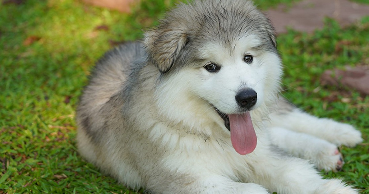 Đừng dại tin vào chó Alaska giá rẻ! | Tùng Lộc Pet