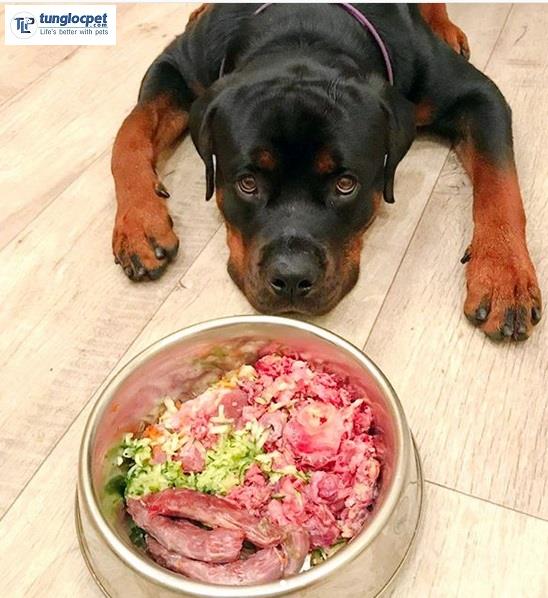 Chó Rottweiler trên 6 tháng tuổi ăn gì