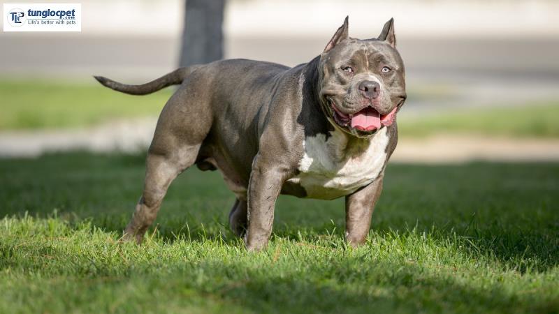 Giống chó Bully được tạo ra bởi hai dòng chó Pitbull và Bulldog