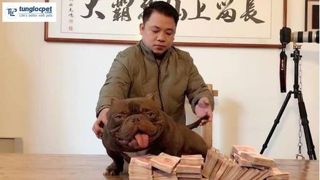 Con chó Bully kỳ lạ này là một trong những con chó đắt nhất thế giới