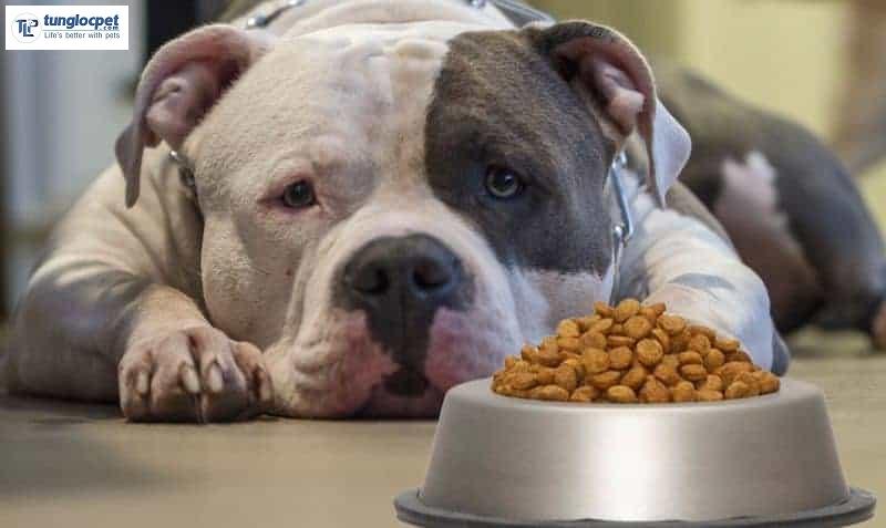 Thức ăn khô cho chó Bully Mỹ được nhiều chủ nuôi chọn lựa bởi tính tiện lợi, dễ dàng của mình