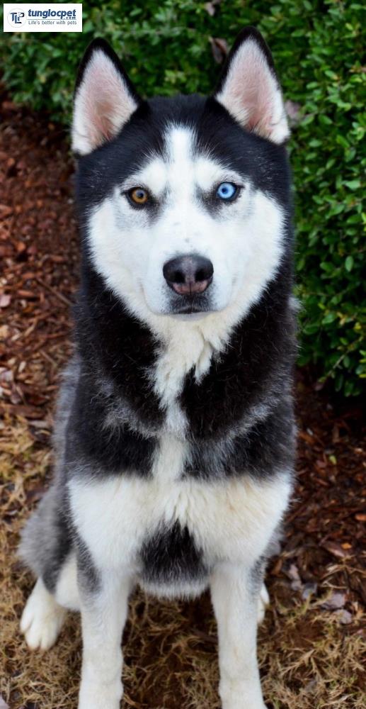 Chú chó husky có hai mắt màu, một bên màu xanh và một bên màu nâu