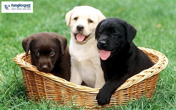Trong 3 màu chó Labrador Retriever màu vàng kim là phổ biến nhất