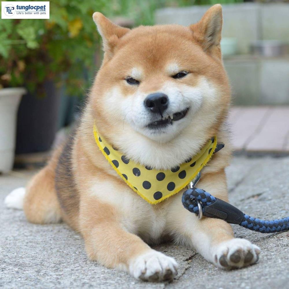 Điểm Tên Những Chú Chó Shiba Nổi Tiếng Thế Giới | Tùng Lộc Pet